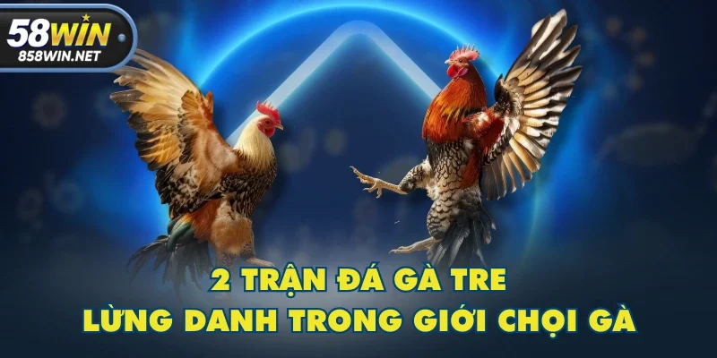 2 trận đá gà tre lừng danh trong giới chọi gà 2 trận đá gà tre lừng danh trong giới chọi gà