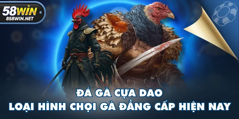 Đá Gà Cựa Dao - Loại Hình Chọi Gà Đẳng Cấp Hiện Nay